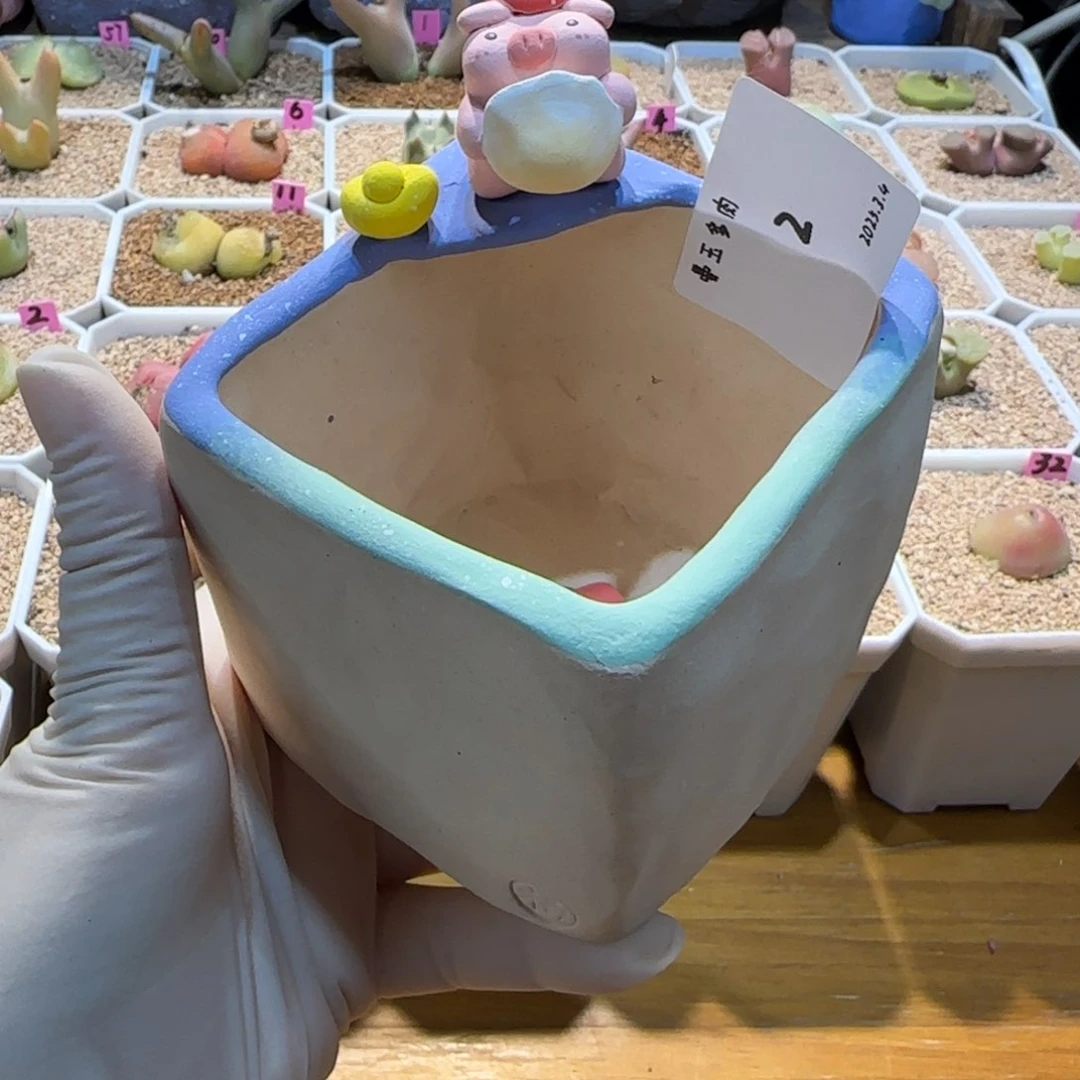 ?****欧多肉多肉多肉3.4-002