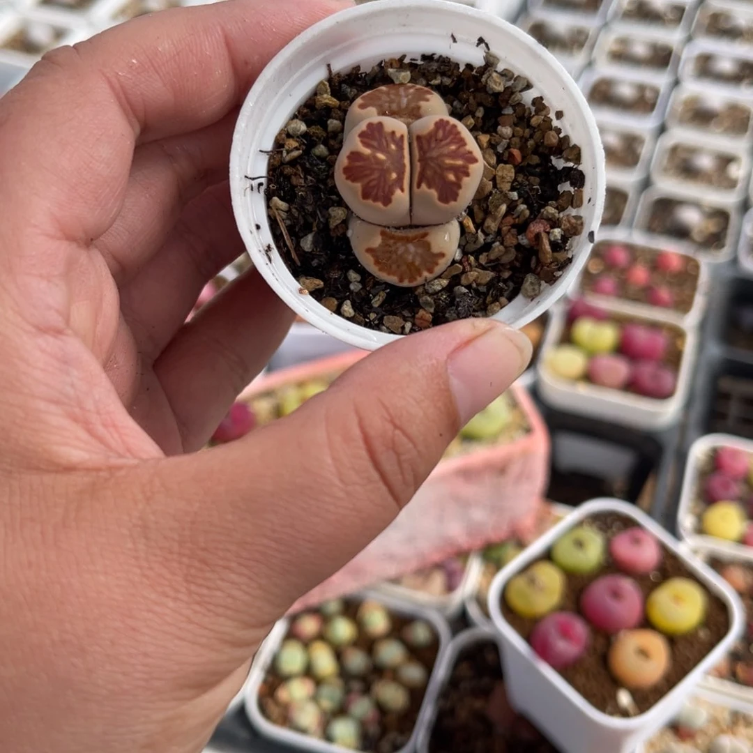 741多肉植物百科