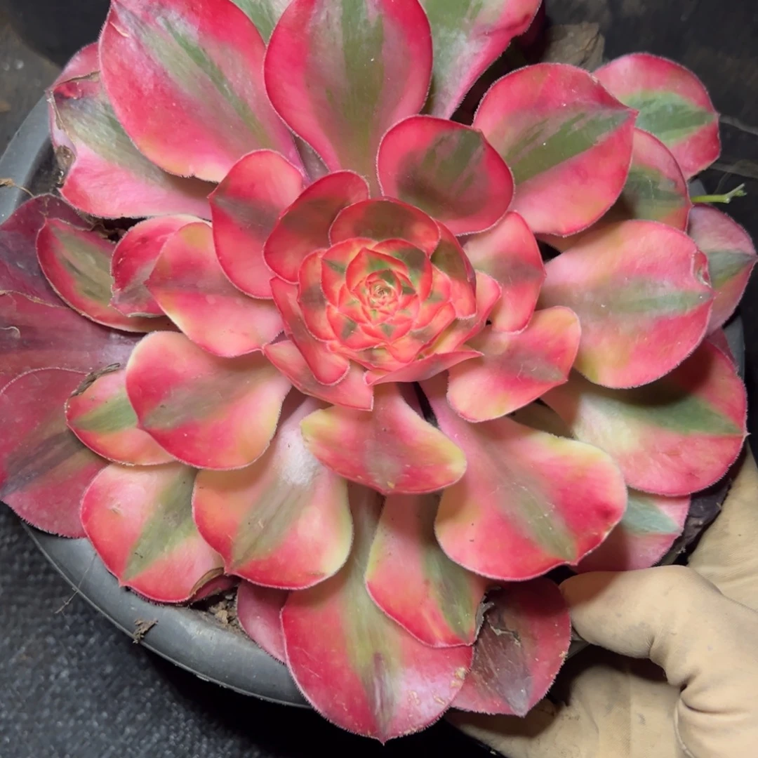 240爱丽丝多肉嘻嘻嘻