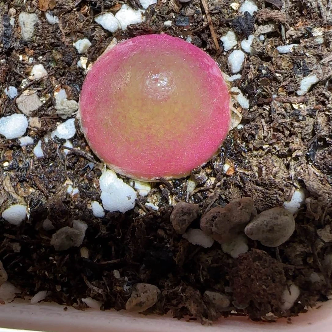 微木园艺多肉-灯泡1648