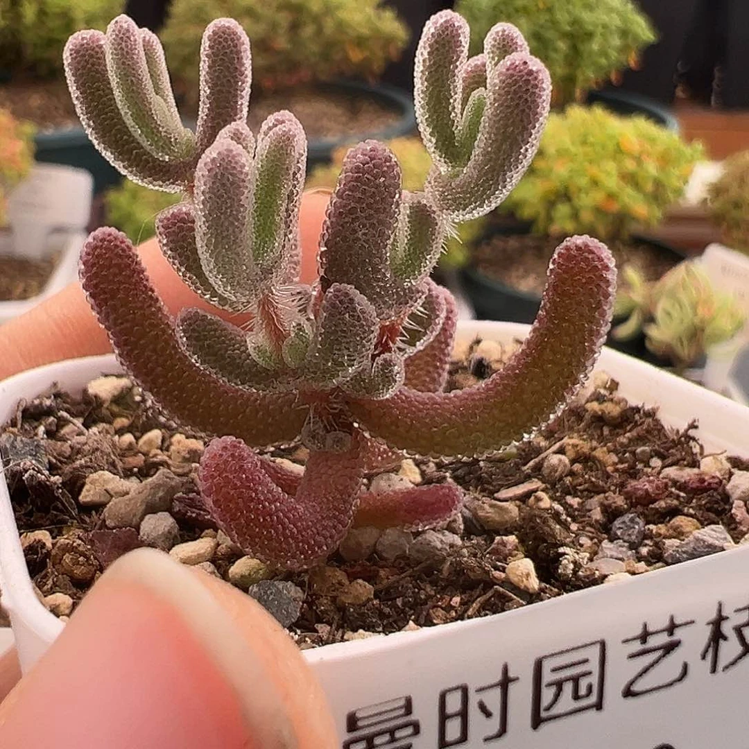 13号实生紫闪1.3多肉