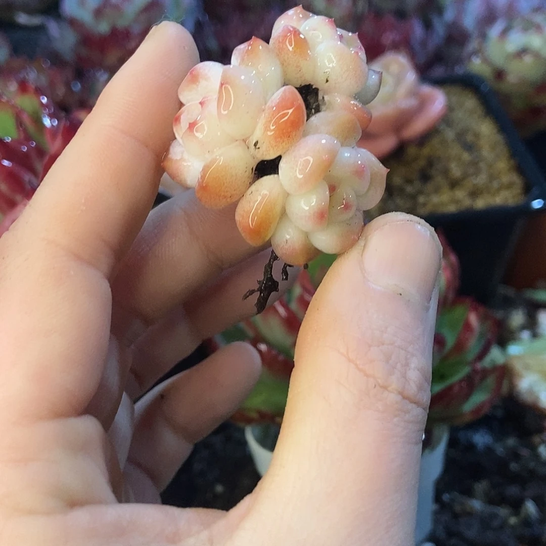 巧***毛三头杂交一物一拍