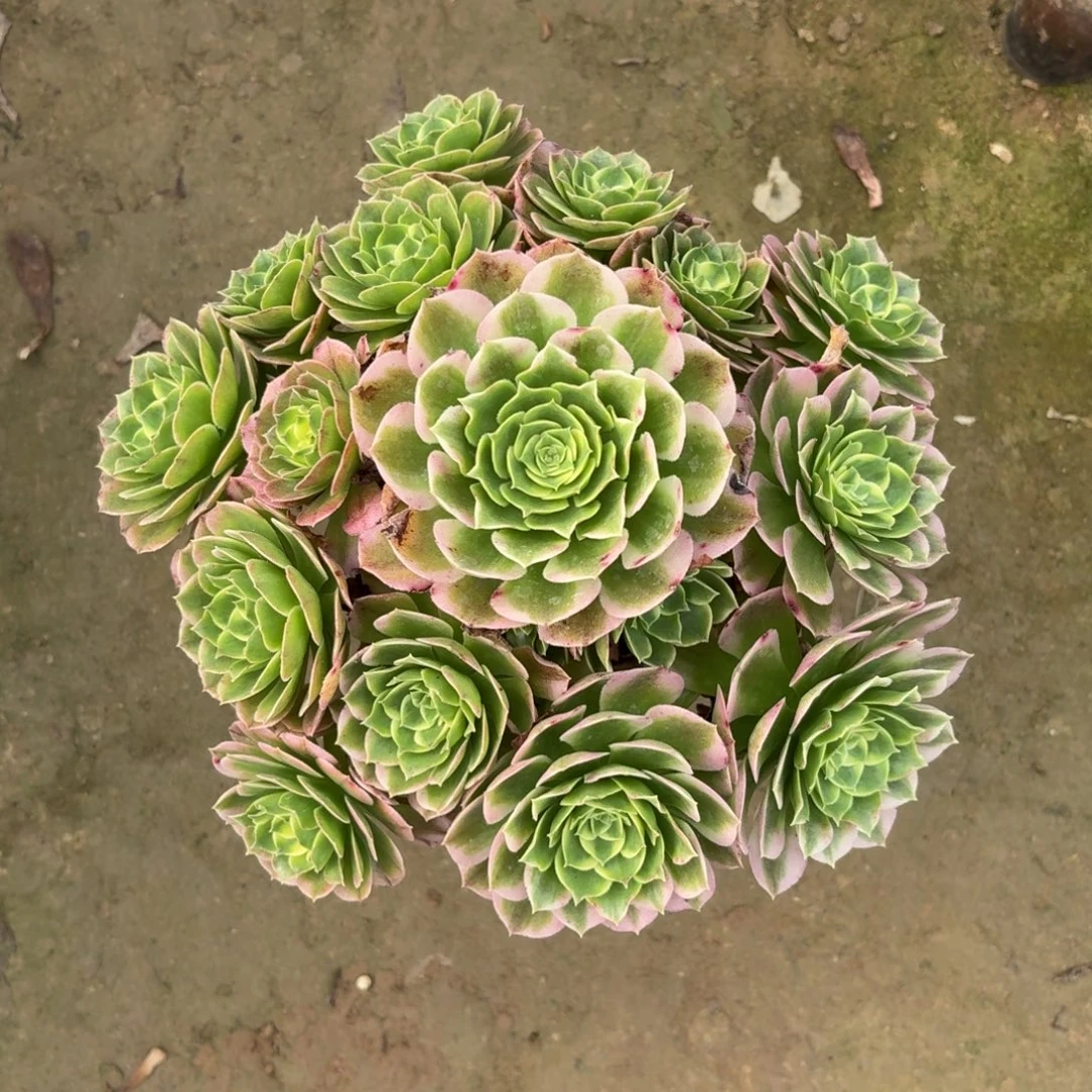 海王多肉植物法师多肉