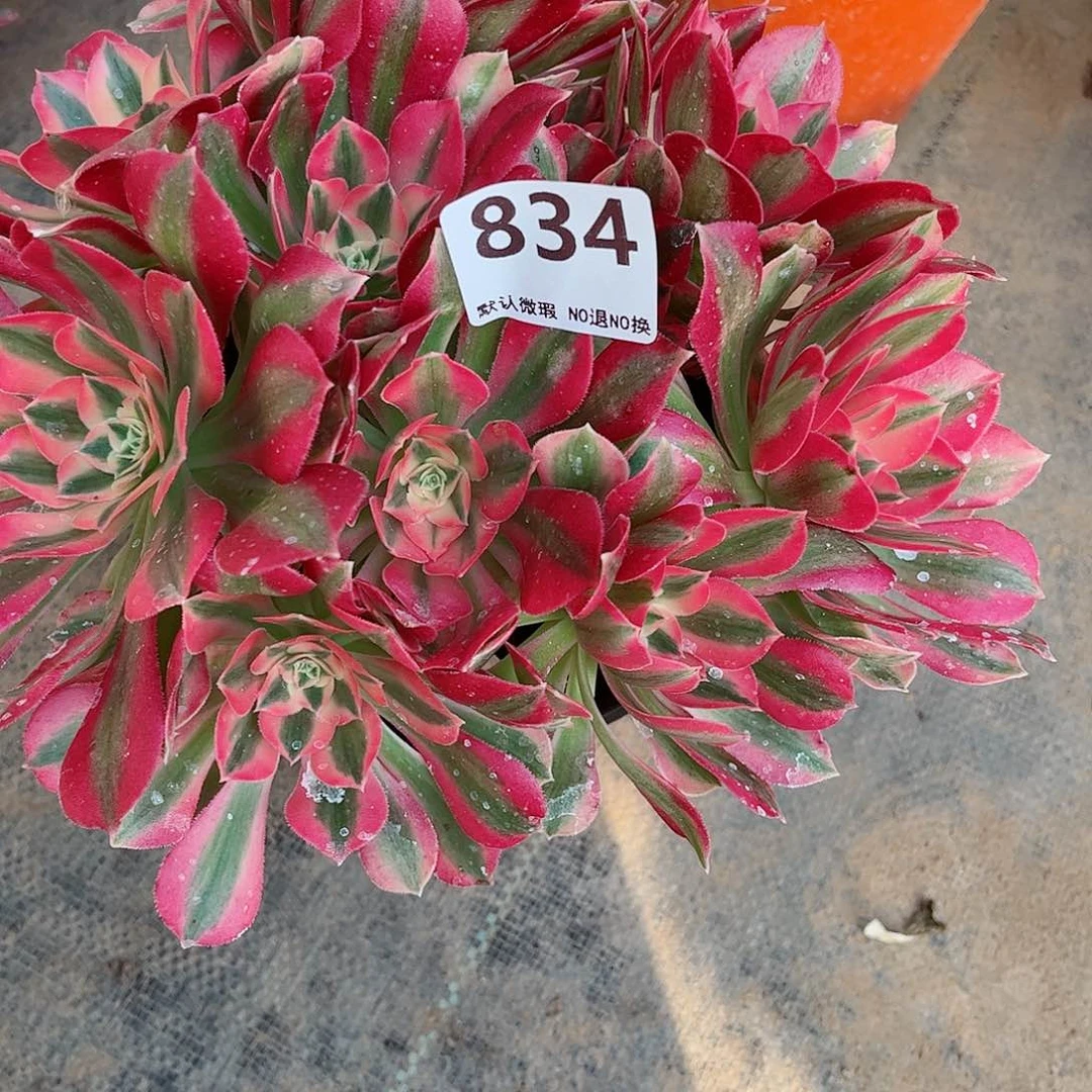 无花朵灿****姐多肉植物发货834