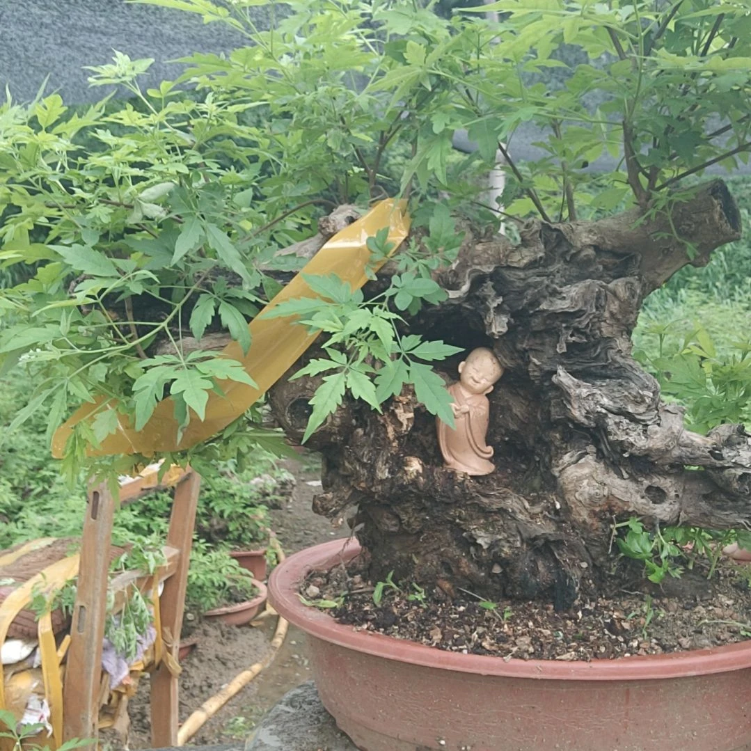 天***勤当前无花栽培后可以开花