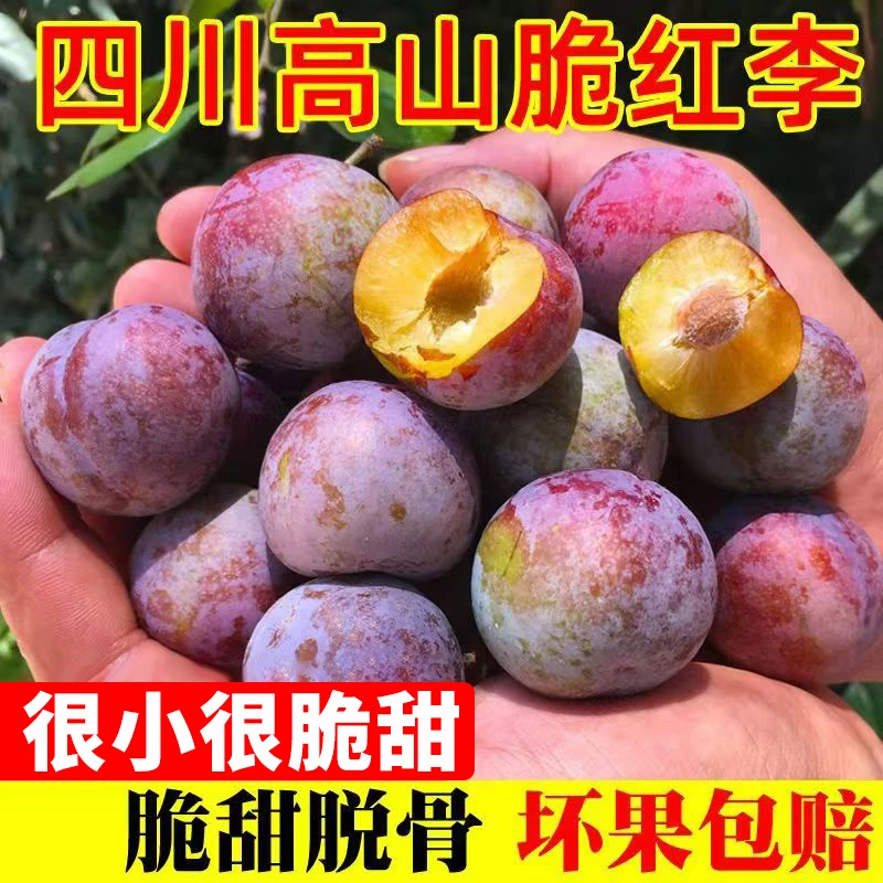 新鲜采摘小脆红李子脱骨脆红李脆甜多汁爽口应季水果