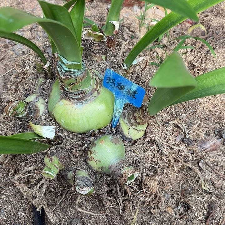无花朵朱顶红玛丽林一坨