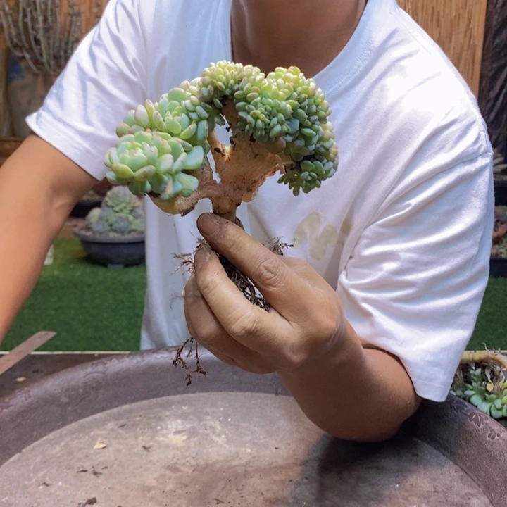 滴***珠907 号白胖子多肉植物