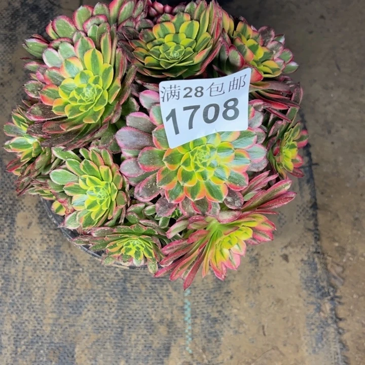 希*1708南朝霞多肉植物
