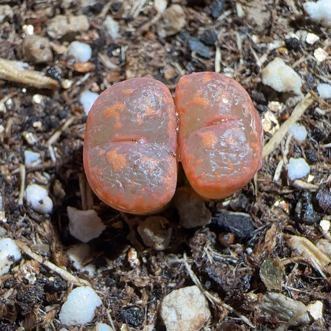 肉锥多肉植物组合-爱心勋章1731