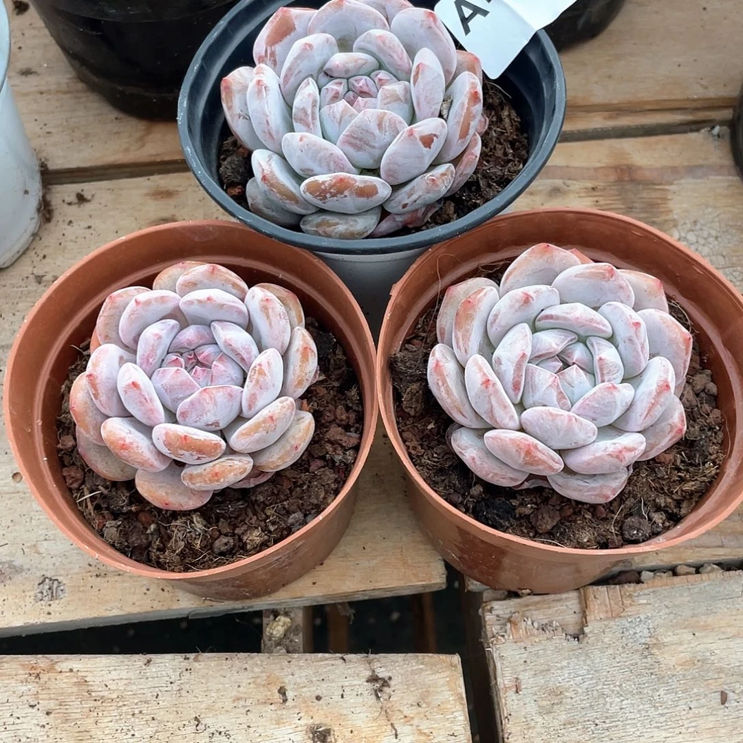 饼***耶482多肉植物多肉植物