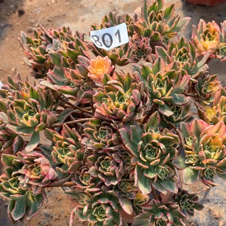 801多肉植物甜茶
