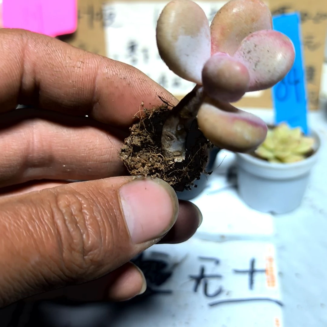 满6元包邮，桃蛋三颗垃圾货
