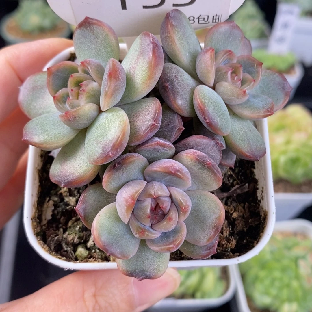 红恋三头群153号一颗