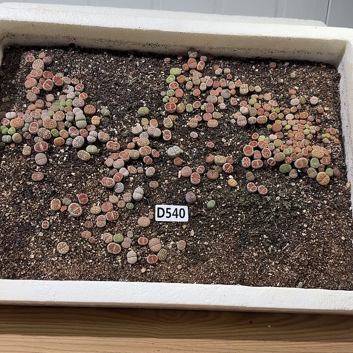 生540石花整筐脱土发货