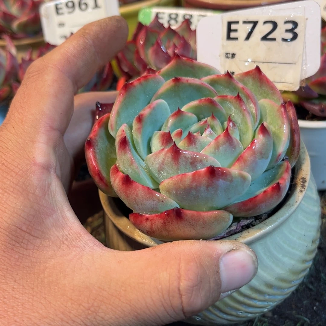 惊鸿一瞥723号多肉