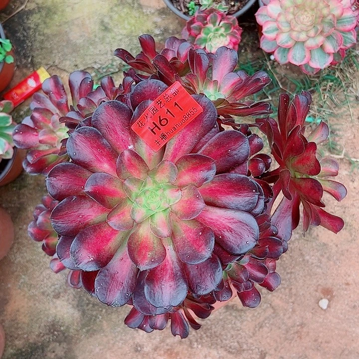 红太阳611多肉植物