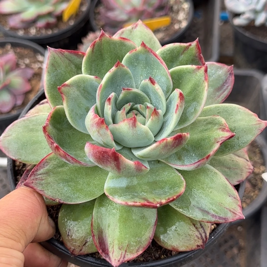 惊鸿一物一拍包装收缩花旱