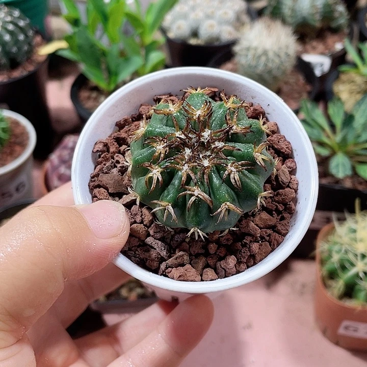 811实生猫爪圆盘玉