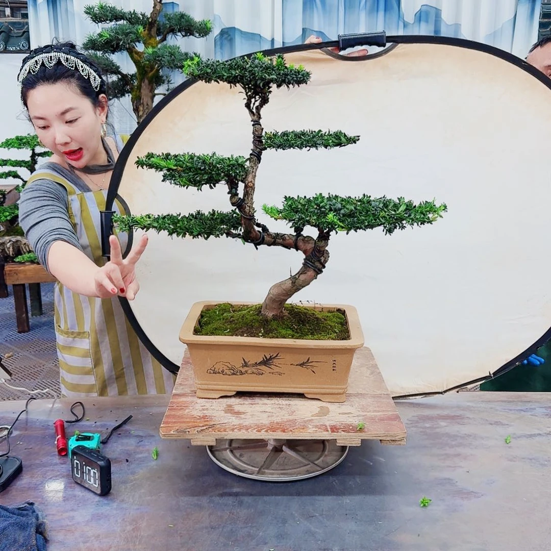 无花朵罗汉松一物一拍088