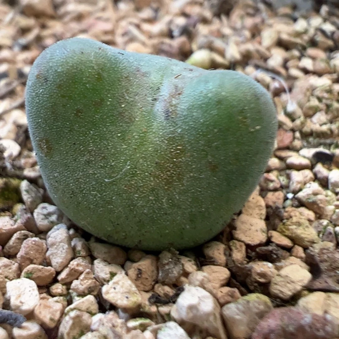 毛弹弓 青蛙家 肉锥植物