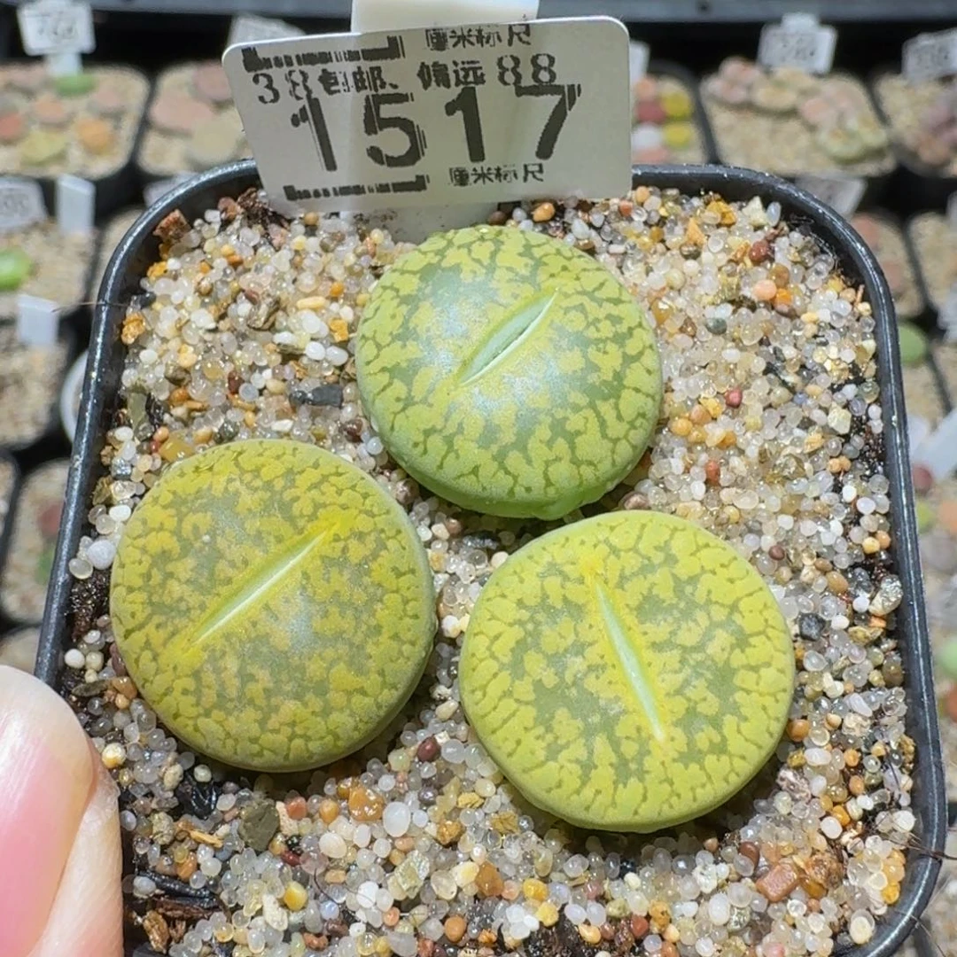 Sssss精品生石花1517