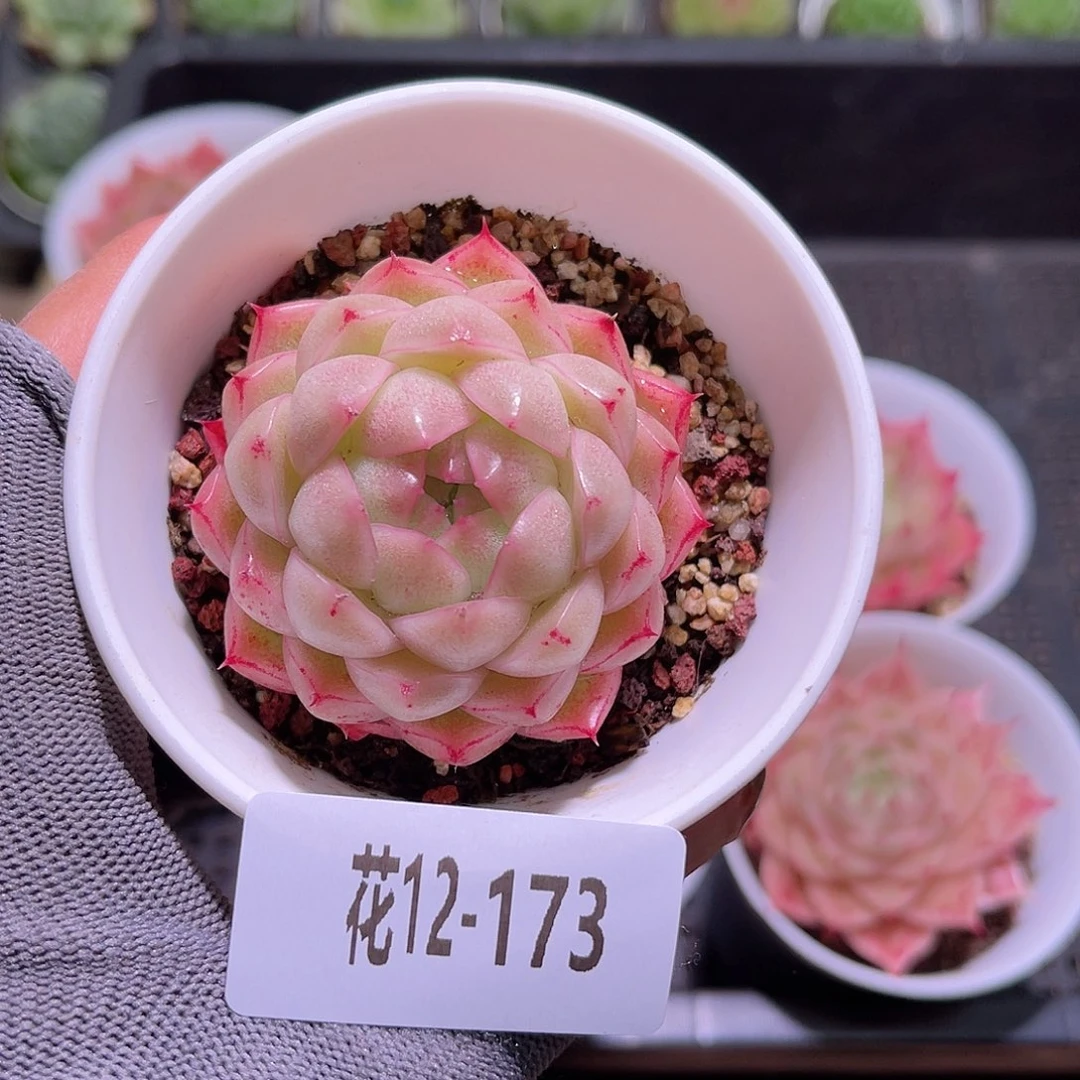 花12-173麦秆单头