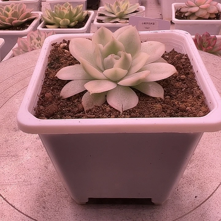 1054号韩水晶锦多肉