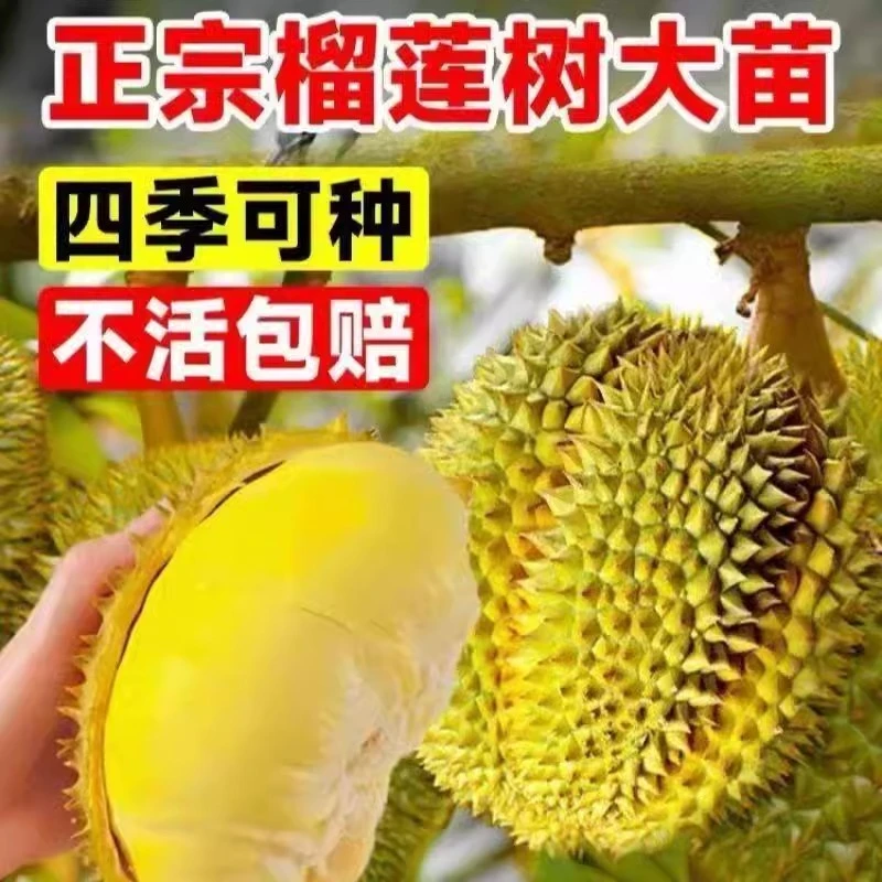 金枕榴莲果苗南北方种植耐寒庭院地栽盆栽