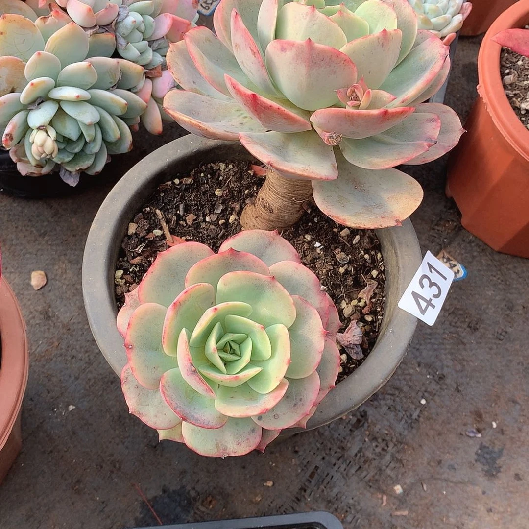 431白雪 一物一拍多肉