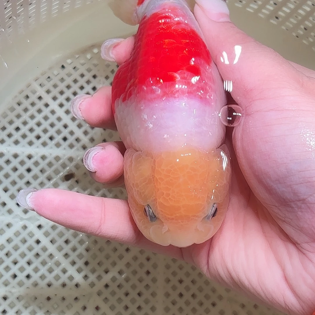 随***荡金鱼拍包装包邮，不拍包装运费到付