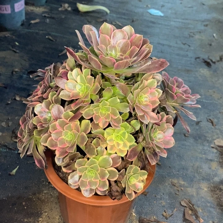 金丝雀多肉植物026