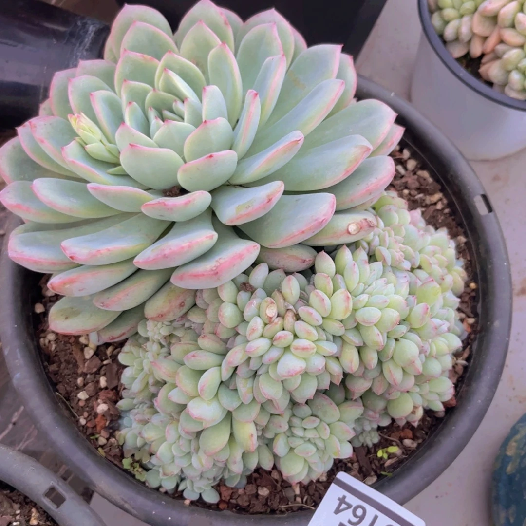 荷花缀29164多肉植物