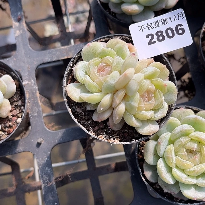 阿雅园艺。         2806白恋