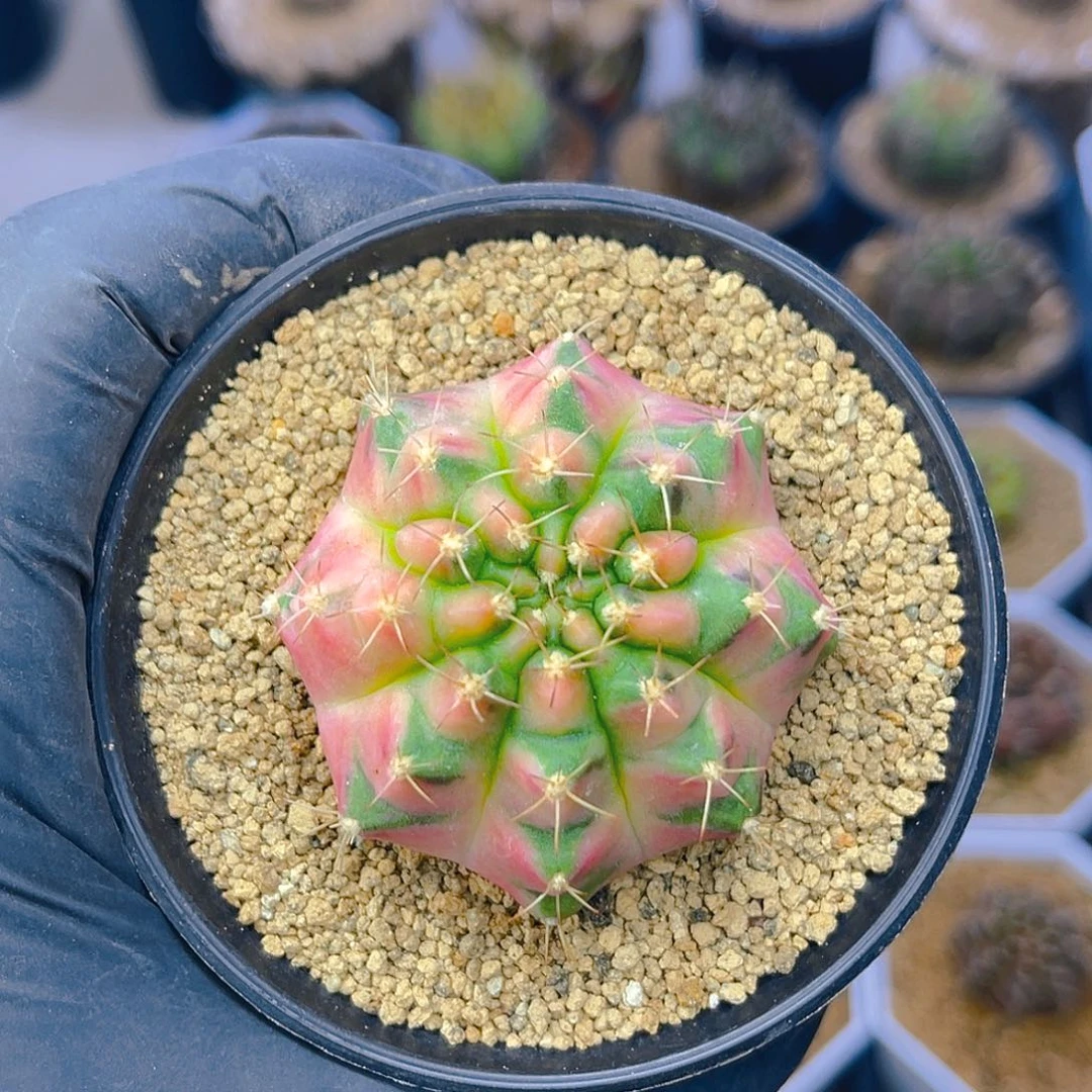 一**涯自根 专怕 增棱 福利