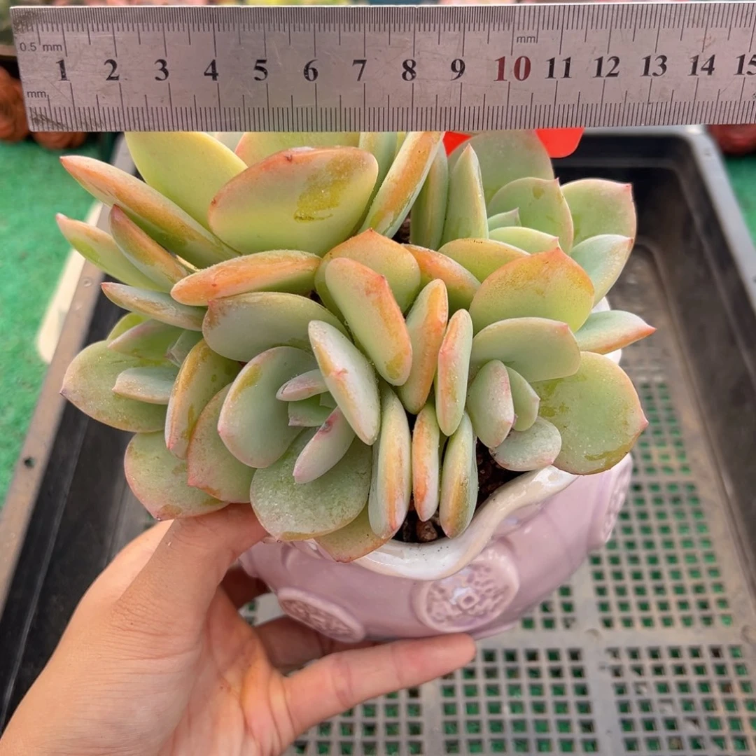 表妹精品多肉植物292.