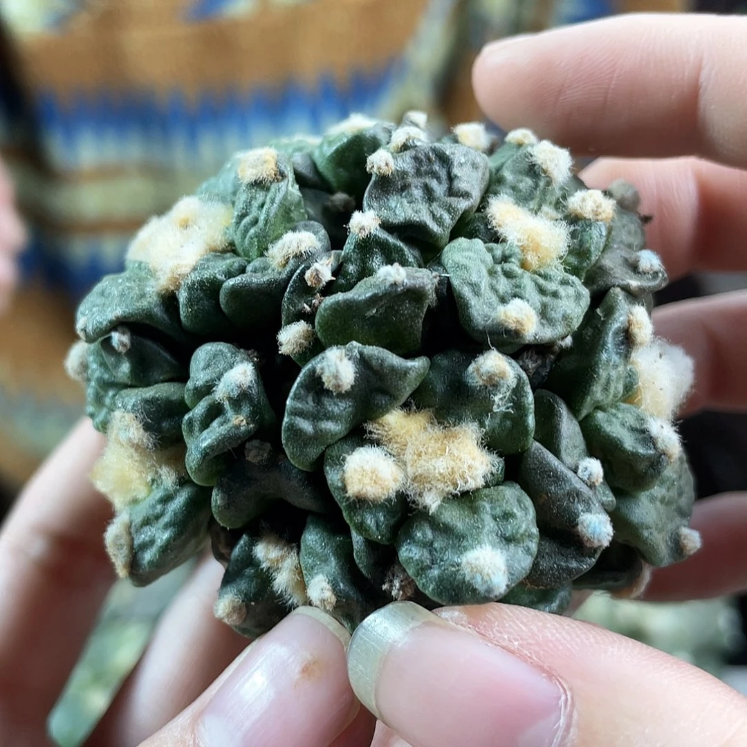 18号自根不知道什么群