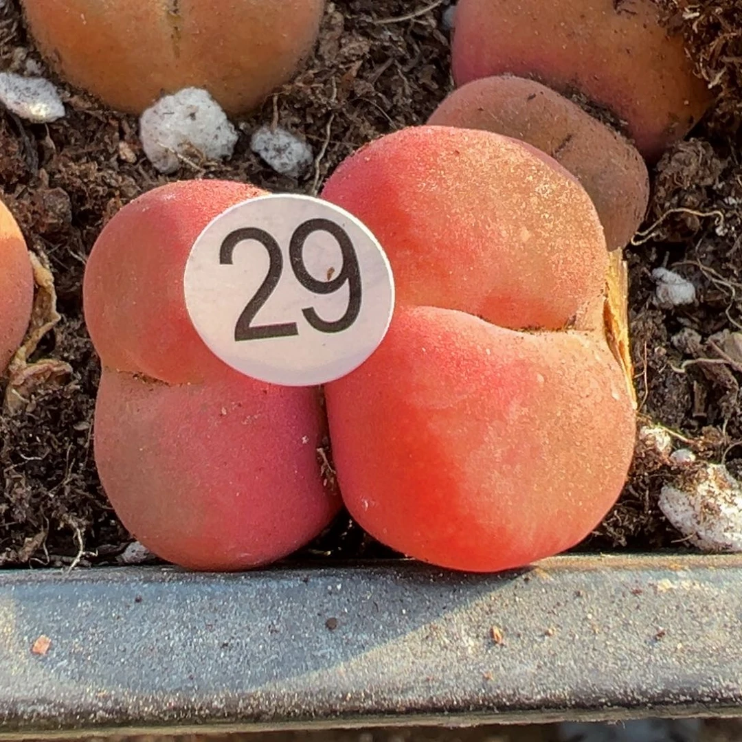 多肉植物111111111111111