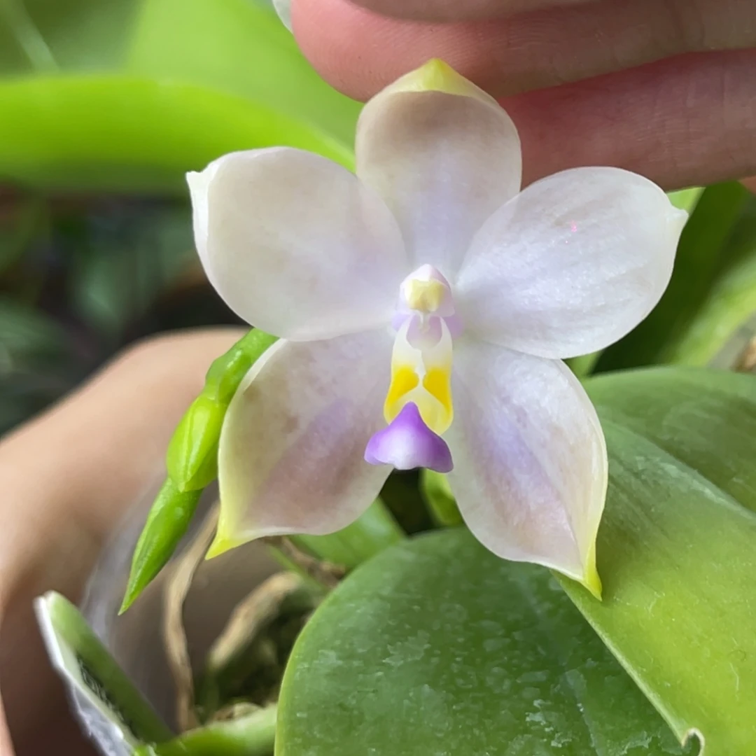 完全开放SWR23YC-961