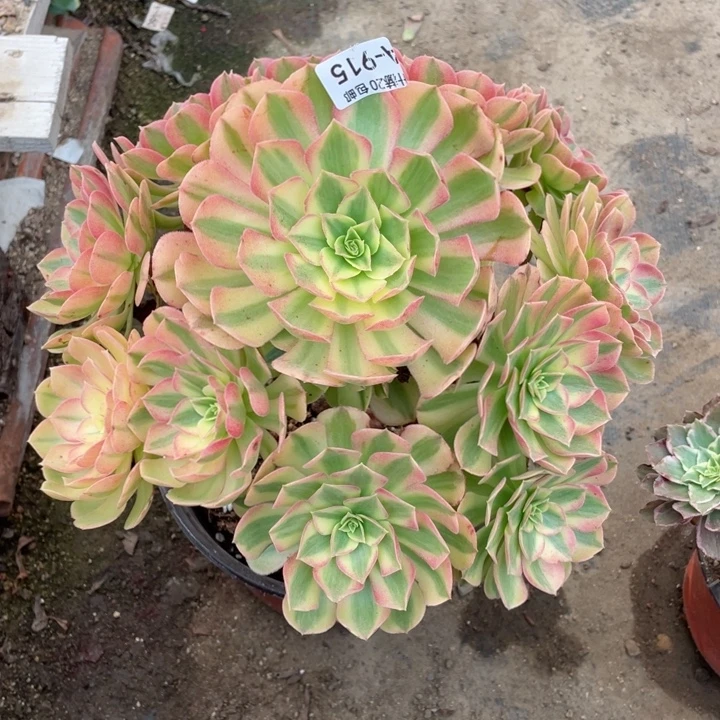 915雨荷多肉123456789