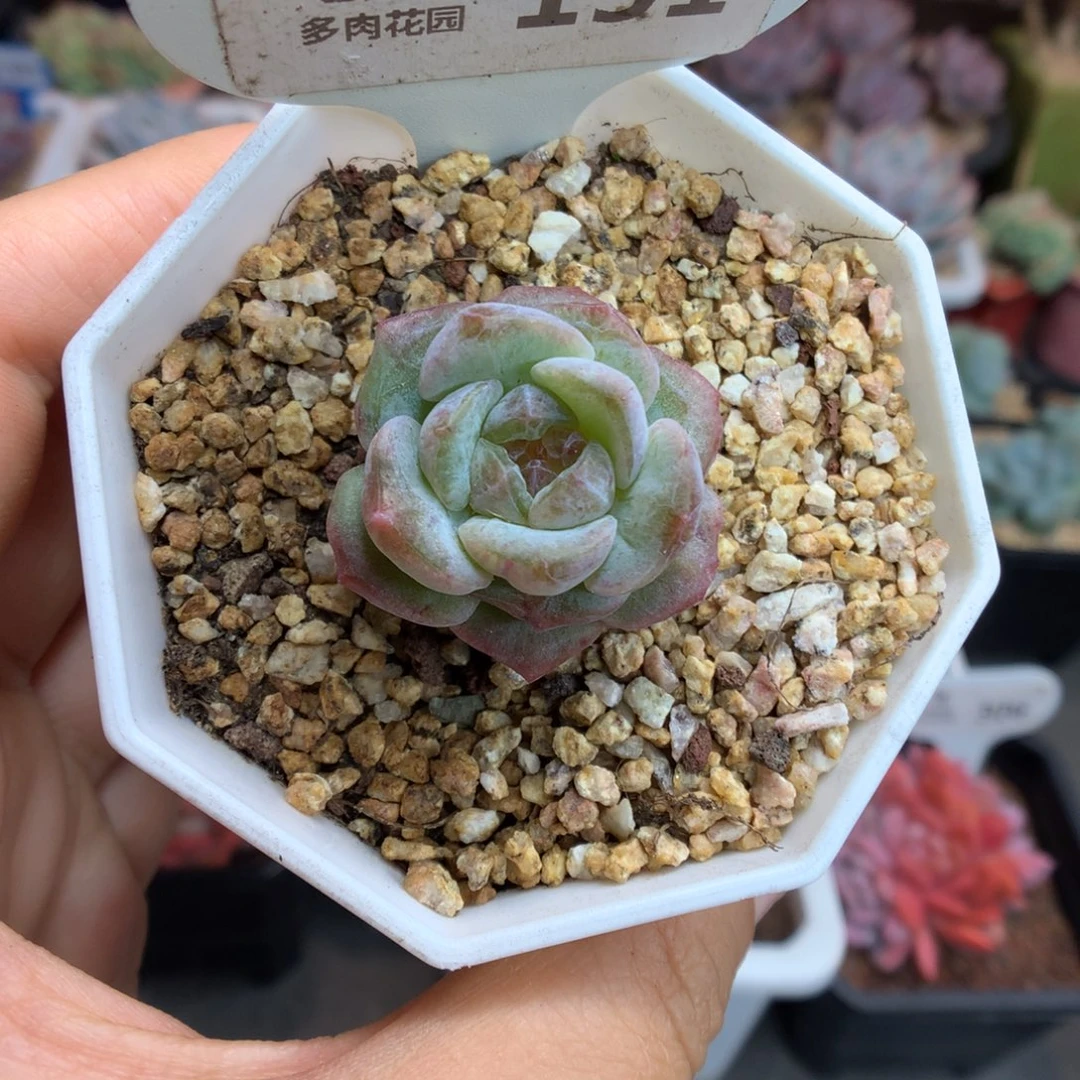 151紫心冰魄多肉植物