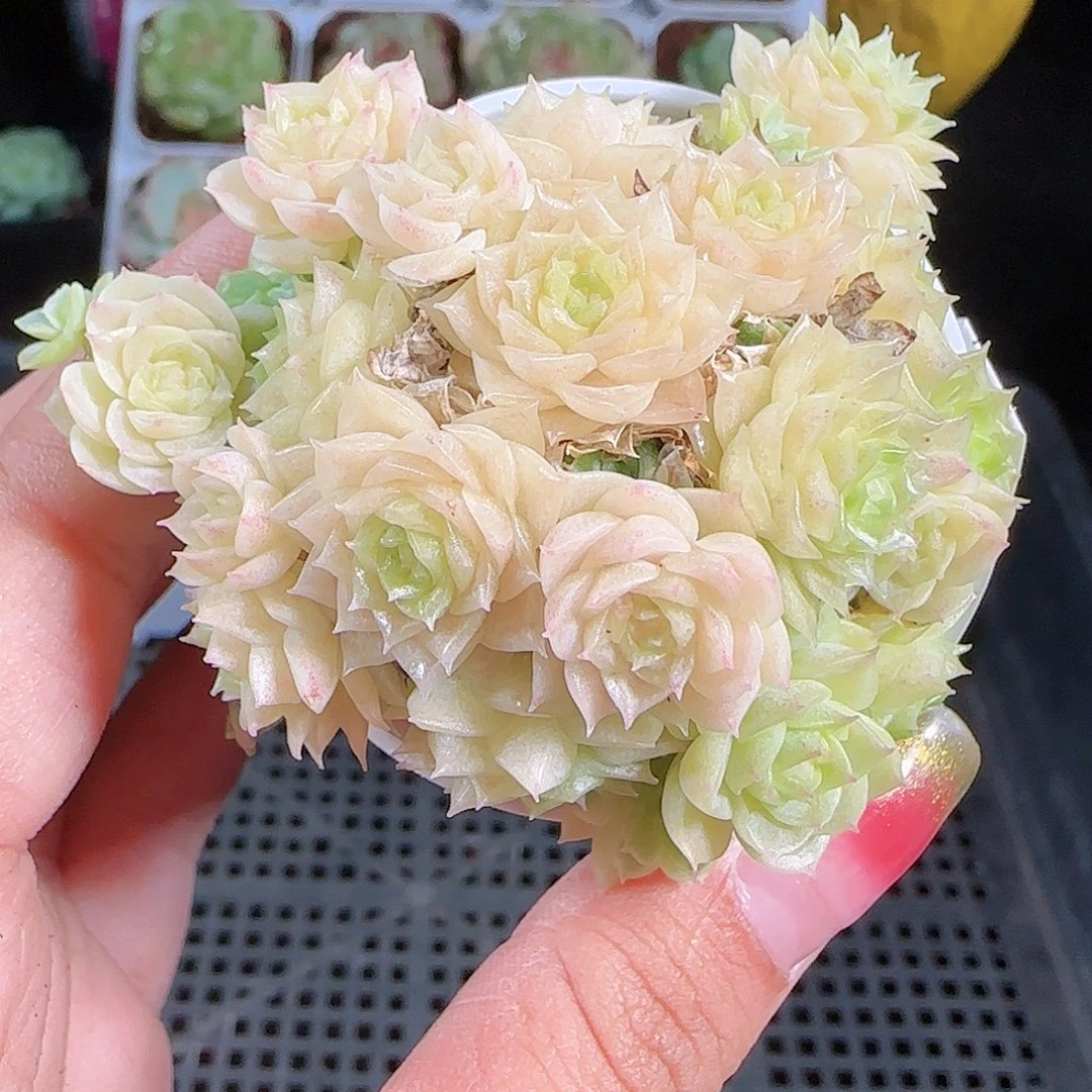 0926-63麦秆优选不包整