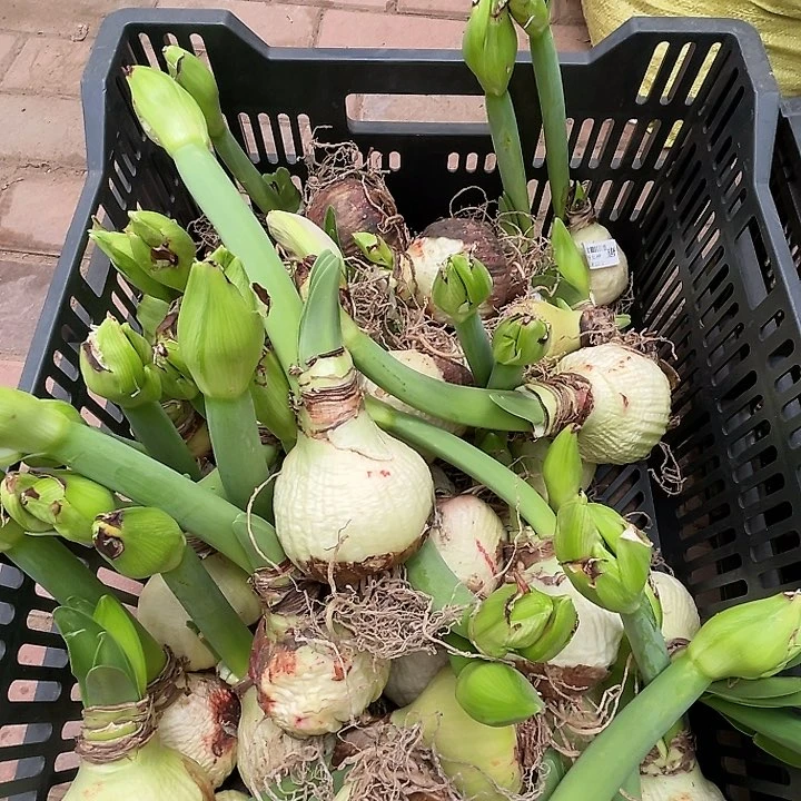 直播间美丽女神漏见瑕疵一个