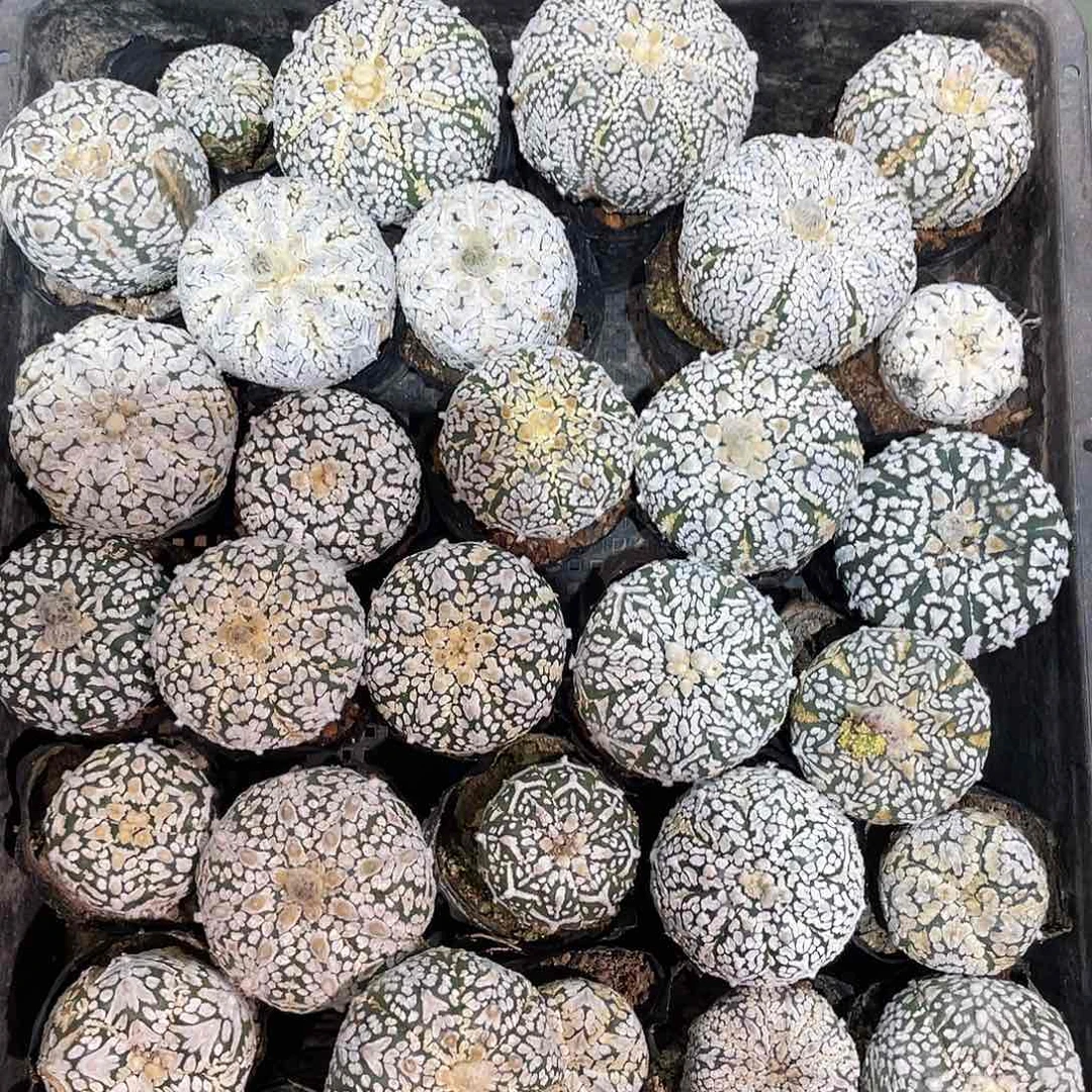 4cm实生战损福利v兜旁边有裂