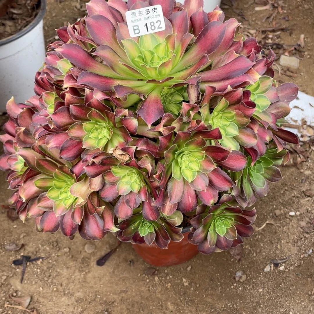 182韶华多肉法师断枝不包