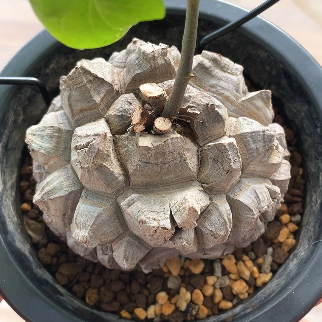 10号日系剑甲龟甲龙9.5公分微瑕