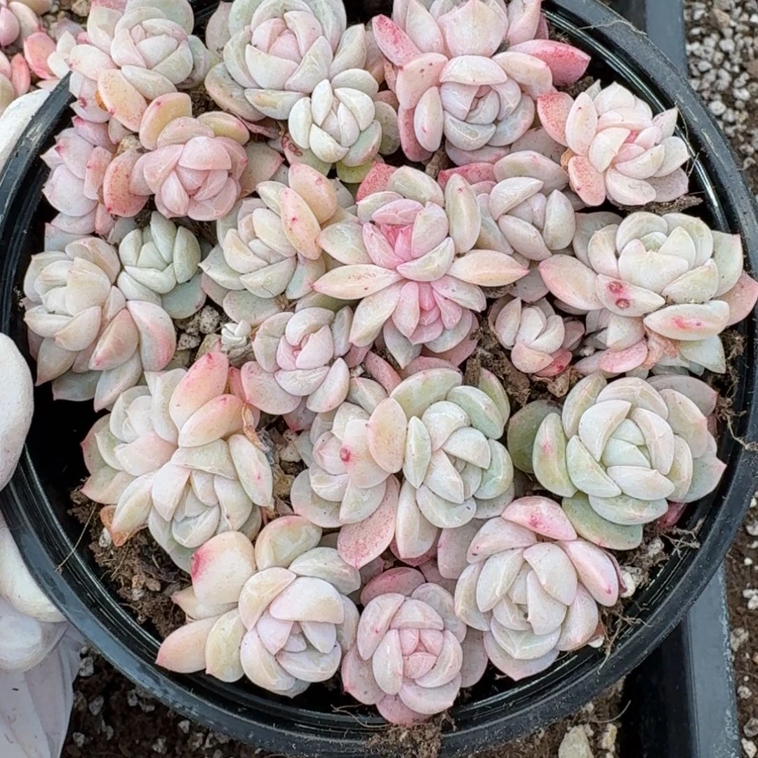 多肉植物多肉植物62