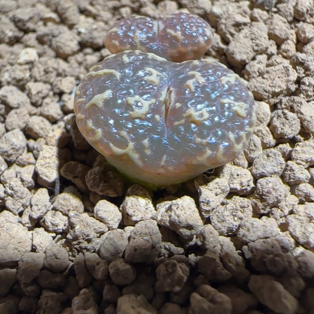 肉锥多肉植物组合-超级泡泡勋1241