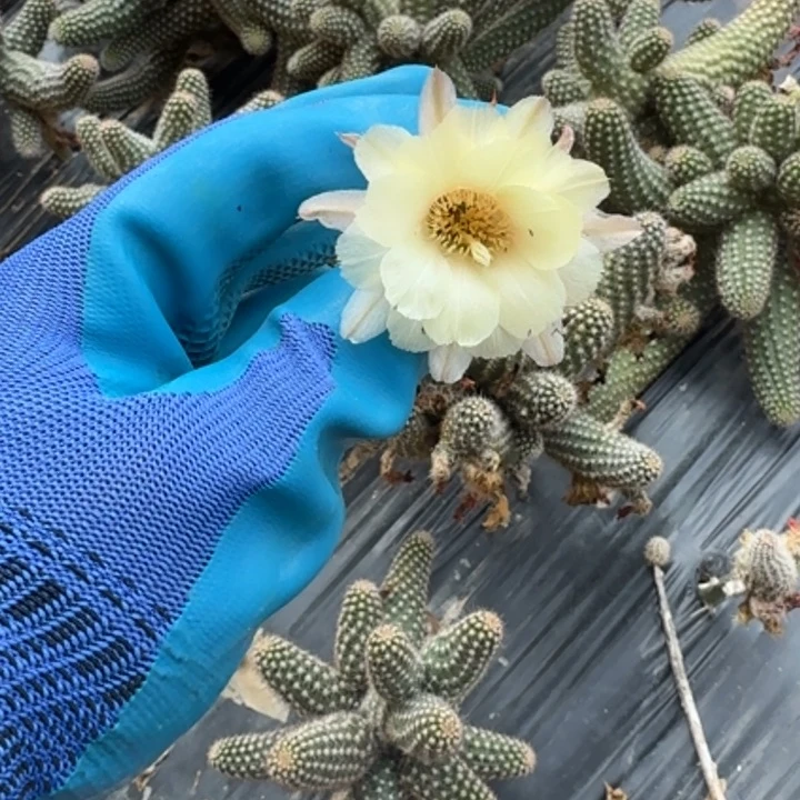 白檀仙人掌437侧芽一个