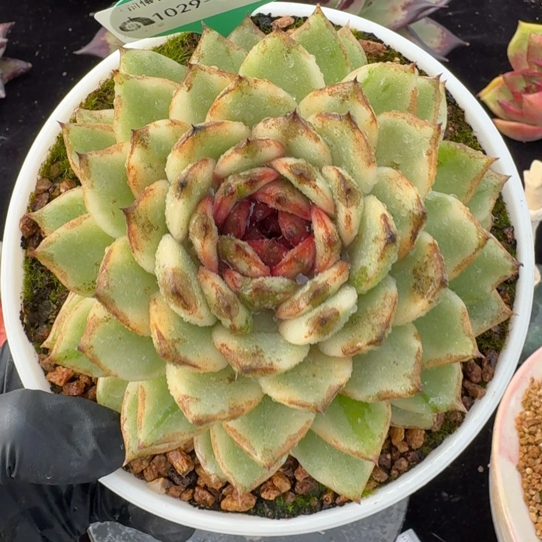 从前慢多肉精选编号1029.54